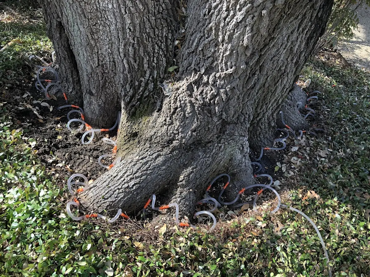 Detailed Tree Cabling and Bracing job site in La Vergne