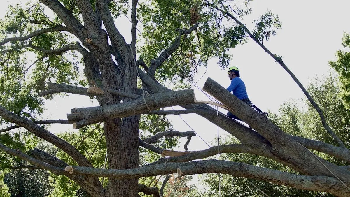 Professional Crown Thinning performed by certified arborists in La Vergne