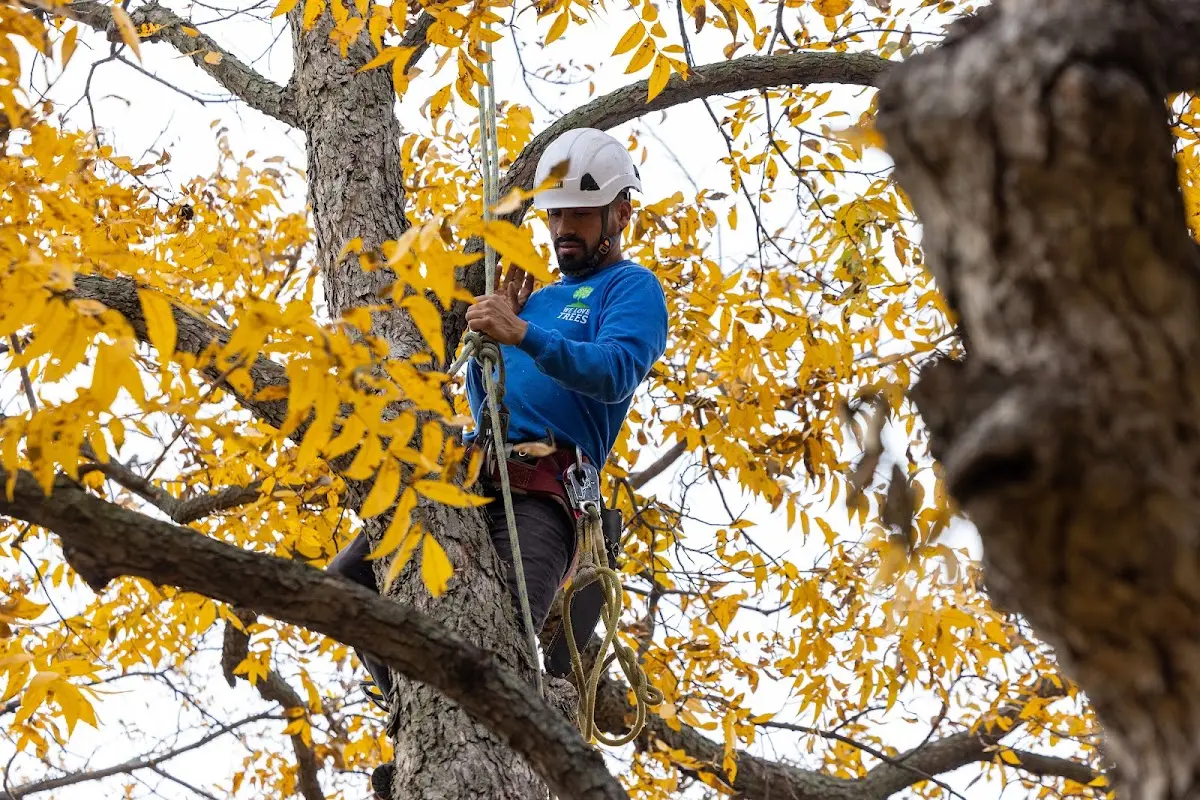 Skilled Tree Pruning crew working in La Vergne