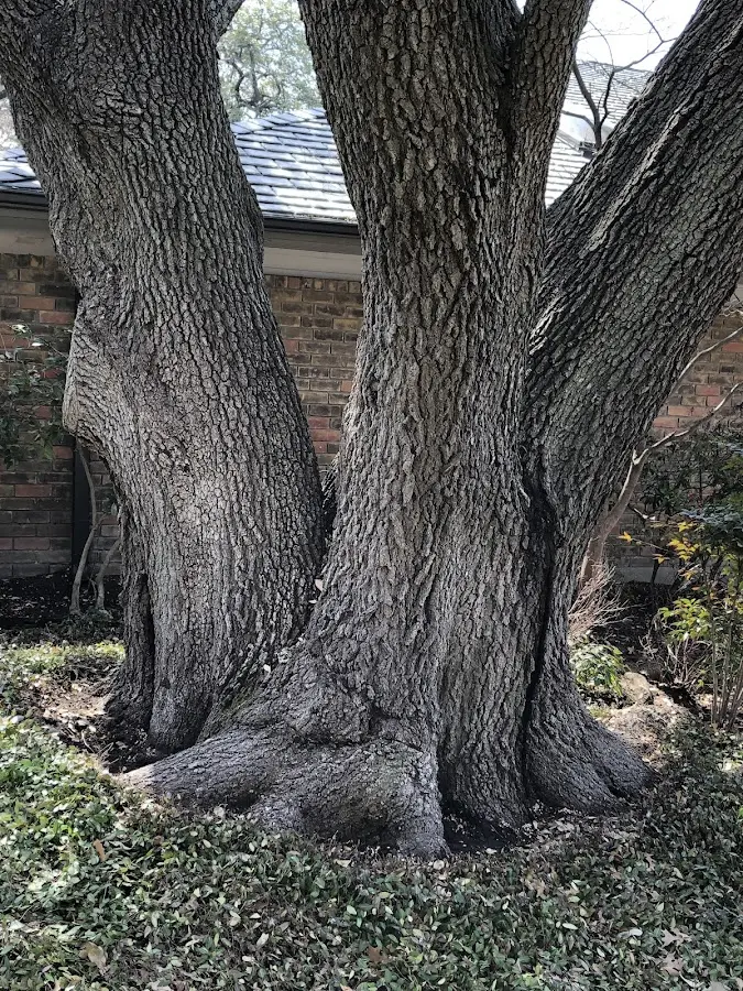 Mature heritage tree close to a La Vergne property cared for by certified arborists